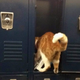 Illustration for article titled Bubba the Cat Is a Wonderful Student